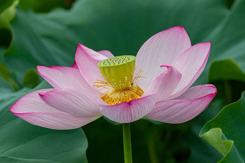lotus by ton vogels