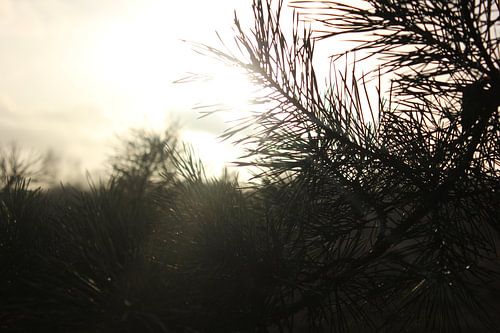 Dauw op dennenbomen met tegenlicht