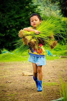Jongen draagt rijst