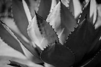 Planten abstract gemaakt