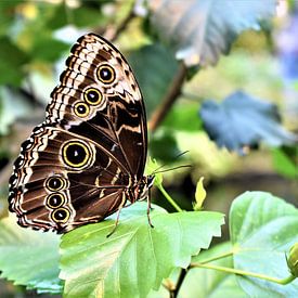 Schönes Exemplar Schmetterling von Nikkie Fotografie