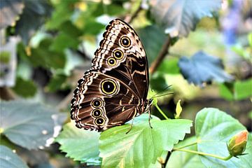 Prachtexemplaar Vlinder van Nikkie Fotografie