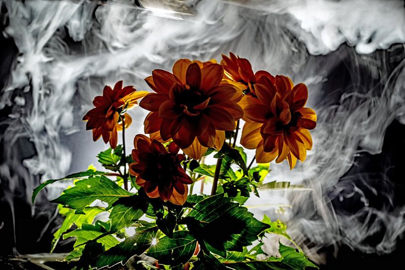 des fleurs avec beaucoup de fumée par Thomas Riess