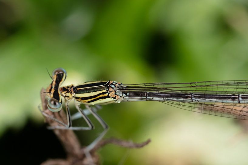 Sehr bunte Libelle auf Ast von Joost Adriaanse