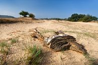 Kootwijkerzand van Halma Fotografie thumbnail