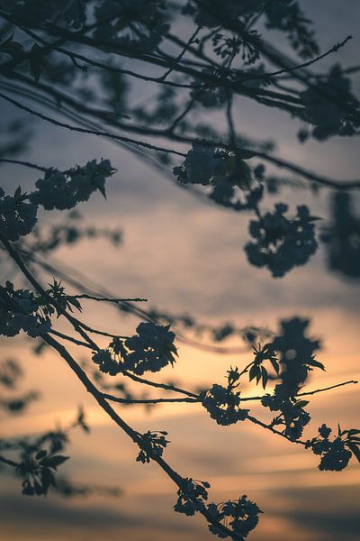 Evening blossoms by Alessia Peviani