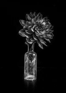 Photographie d'art  sur Flower artist Sander van Laar