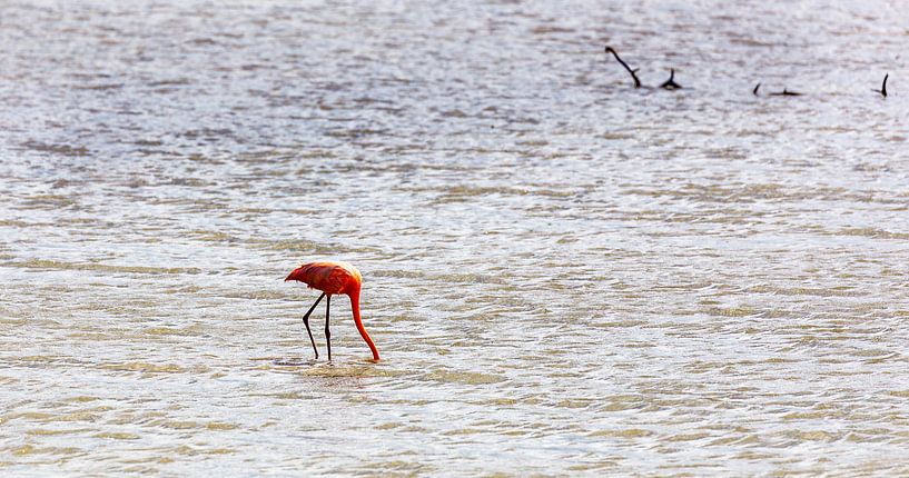 Pelikaan by René Holtslag