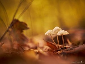 Trio von Pilzen im Heilooer Wald von PrimeMinisterPhotography