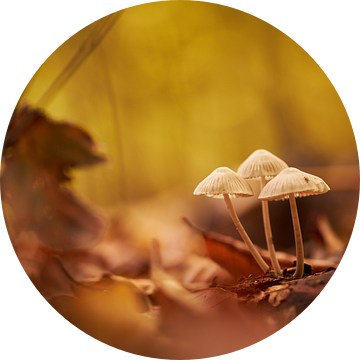Trio van paddenstoelen in het Heilooerbos van PrimeMinisterPhotography