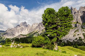 L'arbre de mon cœur