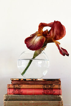 Iris in a glass bowl on old books - classic still life