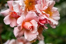 Zartrosa Rose von Michel Groen