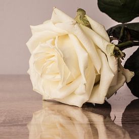Witte roos van Ester Dammers
