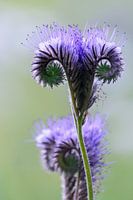 Veldbloem close up