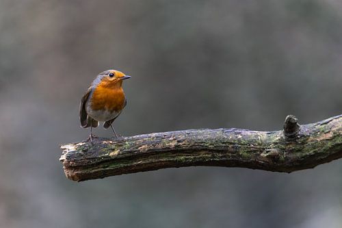 Roodborst van Marieke Deinum