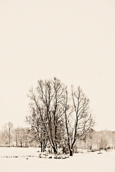 Bosje in sneeuw. von Rens Kromhout