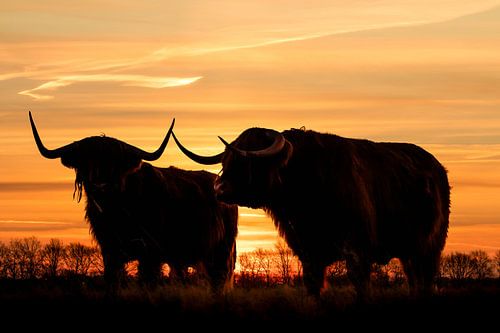 Schottische Highlander bei Sonnenuntergang.
