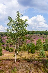 Heidelandschaft mit Heiedeblüte, Totengrund, Wilsede, Naturpark Lüneburger Heide, Niedersachsen, Deu