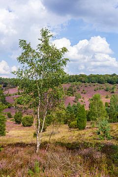 Heidelandschap met heidebloesem, Totengrund, Wilsede, Natuurpark Lüneburger Heide, Nedersaksen, Duit van Torsten Krüger
