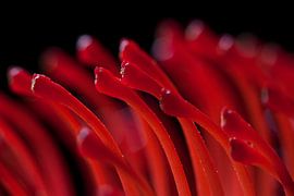 Metrosideros excelsa by Carolien van den Brink