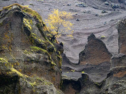Eenzame boom in Stakkholtsgjá kloof