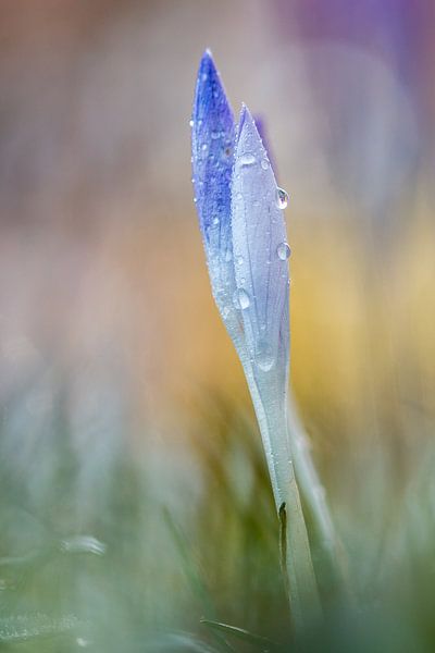 krokus close par Maja Ooms
