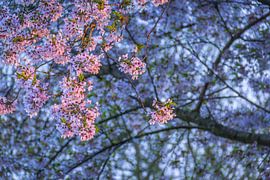 Blossom by Kees Korbee