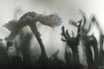 Winter mushroom by Danny Slijfer Natuurfotografie