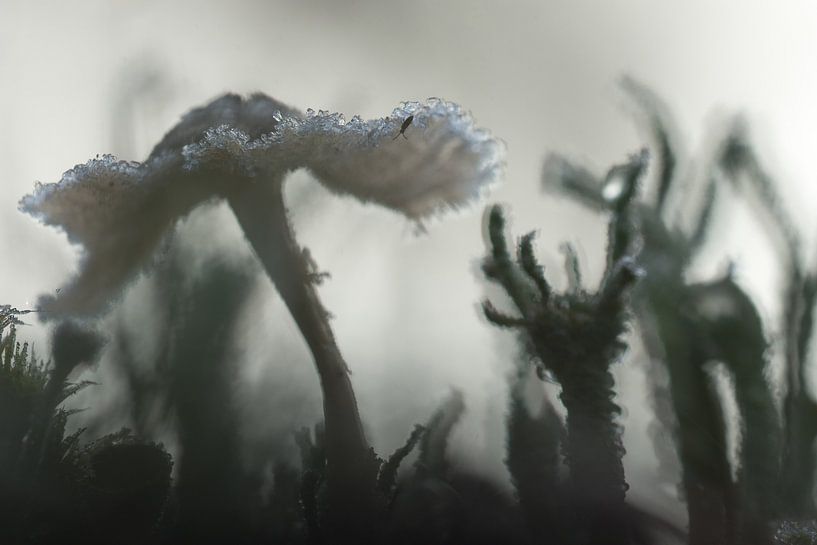 Champignon d'hiver par Danny Slijfer Natuurfotografie