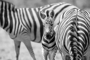 Zebra's in Schwarz und Weiß: Rhythmus der Savanne