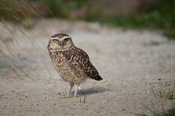 Burrowing Owl by Jan van Vreede