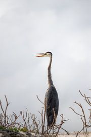 Uitkijk by Niels van Fessem