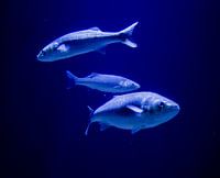 So many fish in the sea
