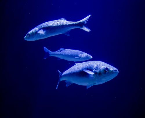 Zoveel vis in de zee