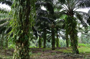Olie palmen