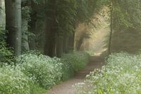 Magie in het bos