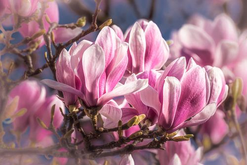 Blütenblätter der Magnolie im Frühling
