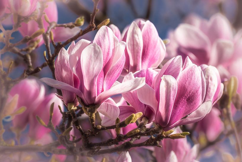 Pétales de magnolia au printemps par Dieter Walther