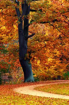 Herbst von Violetta Honkisz