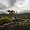 Stokksnes - beauté sauvage et dunes sur une plage volcanique noire sur Paysages urbains - Rick Van der Poorten Photography