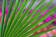 Groene waaierpalm - palmblad met achtergrond bloembed van SusaZoom thumbnail