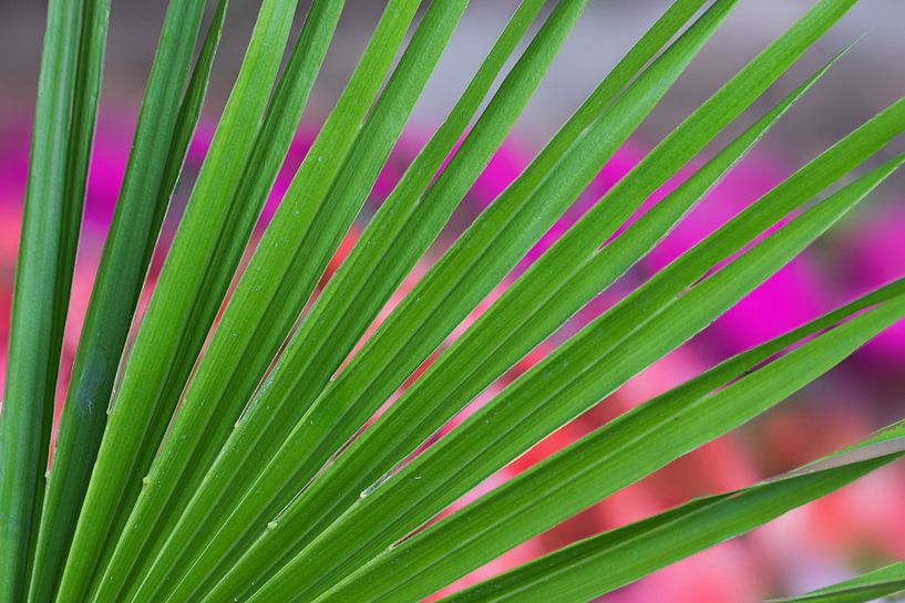 Groene waaierpalm - palmblad met achtergrond bloembed van SusaZoom