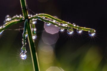 Schöne Perlen auf einem Zweig. von Els Oomis