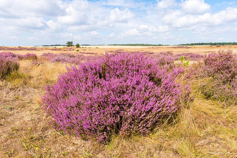 Bloeiende heide van Merijn Loch