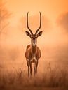 Gazelle op Afrikaanse savanne van PixelPrestige thumbnail