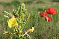 Große Schlüsselblume mit Mohnblumen