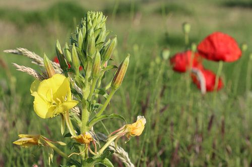 Große Schlüsselblume mit Mohnblumen