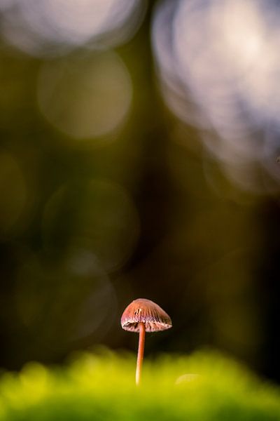 small by peterheinspictures