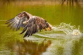 Europäischer Seeadler in vollem Flug, der Raubvogel nimmt seine Beute aus dem grünen Wasser. von Gea Veenstra